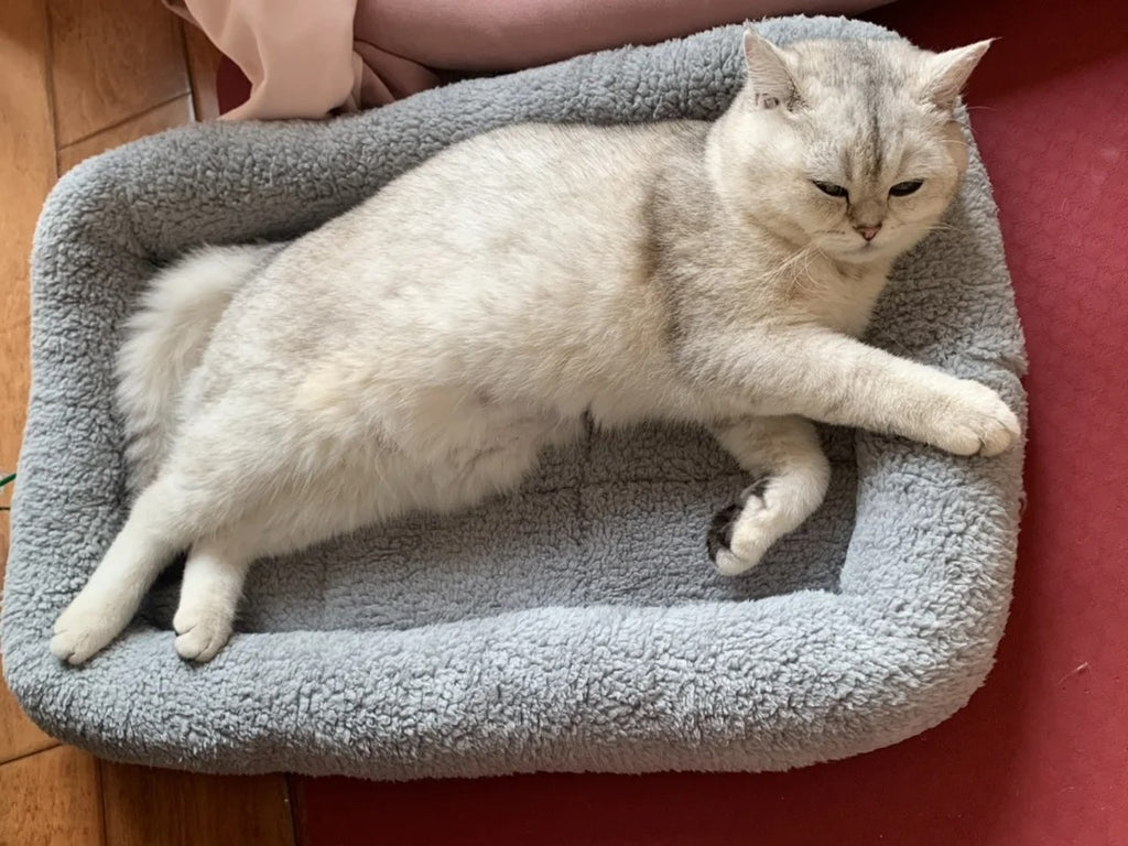 Cozy Plush Cat and Small Dog Bed | Soft Washable Pet Cushion for Kittens, Puppies, and Small Animals | Indoor Nest, Cave, or Sofa Lounger (22'' x 16'')