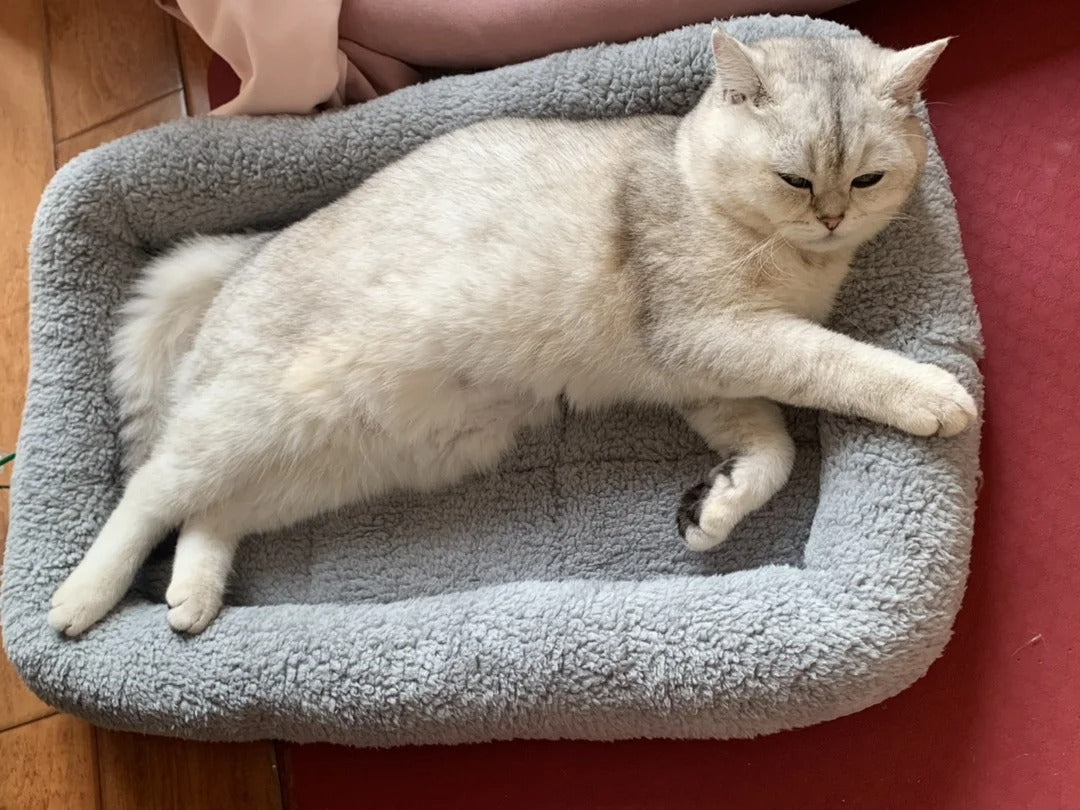 Cozy Plush Cat and Small Dog Bed | Soft Washable Pet Cushion for Kittens, Puppies, and Small Animals | Indoor Nest, Cave, or Sofa Lounger (22'' x 16'')