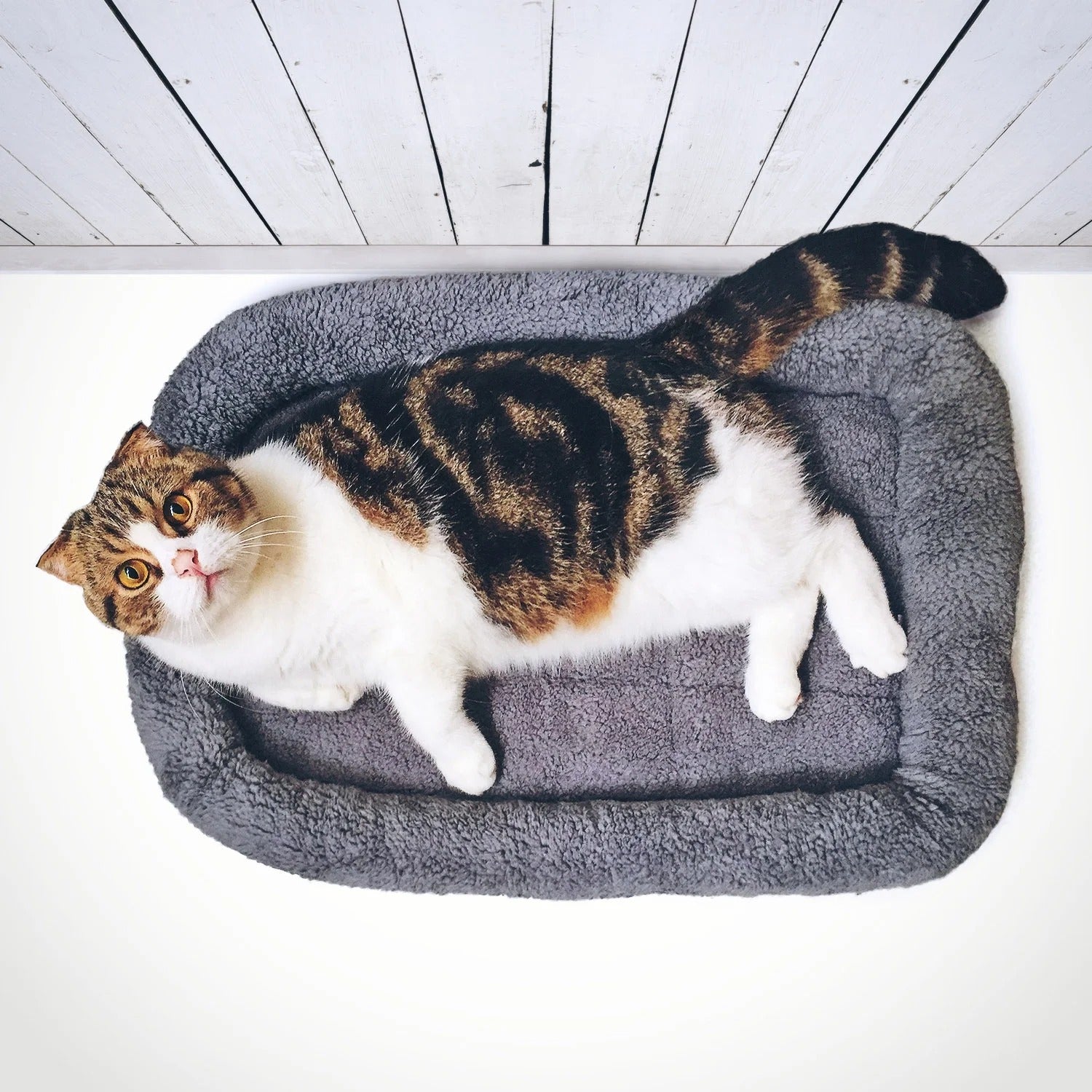 Cozy Plush Cat and Small Dog Bed | Soft Washable Pet Cushion for Kittens, Puppies, and Small Animals | Indoor Nest, Cave, or Sofa Lounger (22'' x 16'')