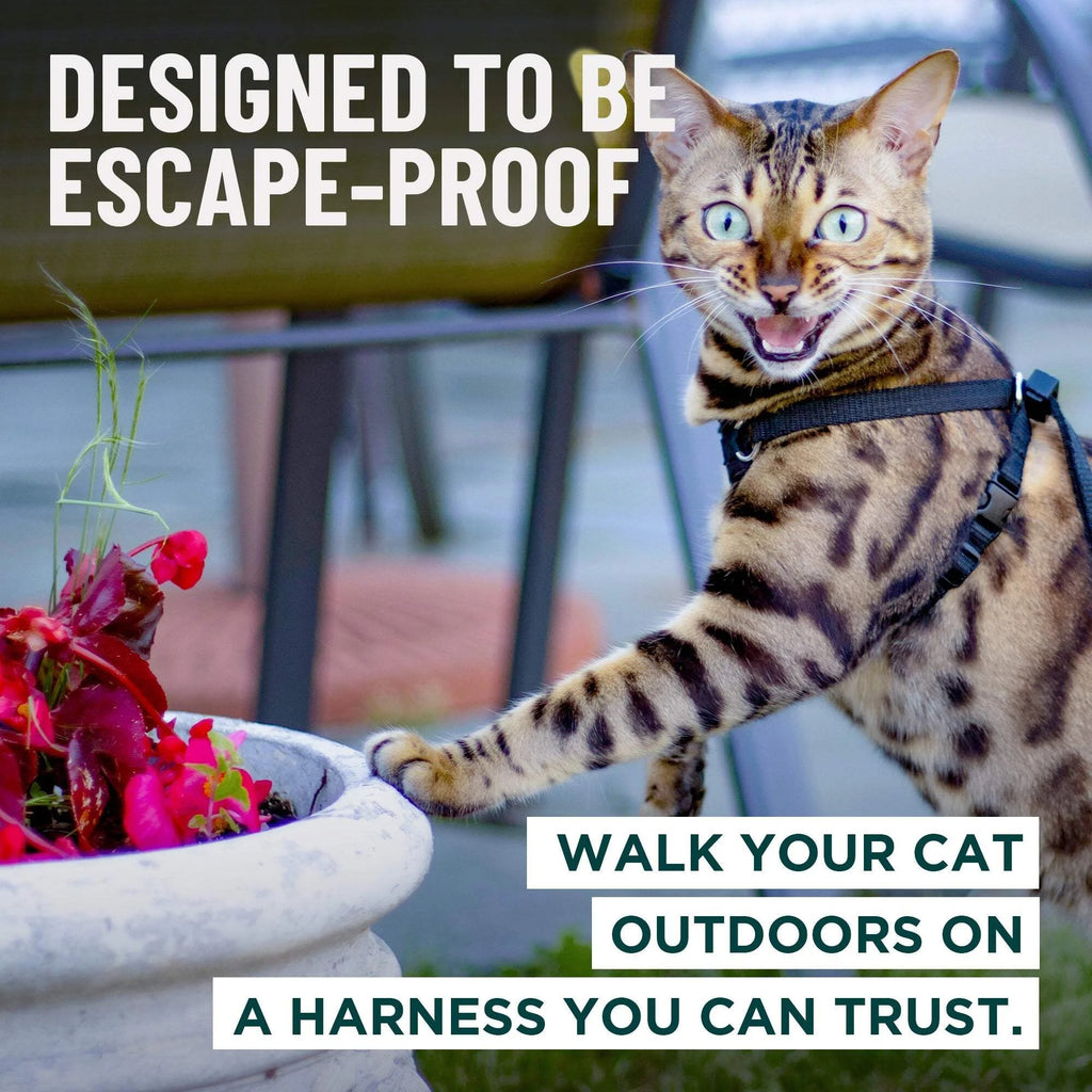 Escape Proof Cat Harness and Leash Set | Adjustable Lightweight Mesh Vest for Secure Walking and Outdoor Training | Comfortable Control Harness for Kittens and Adult Cats