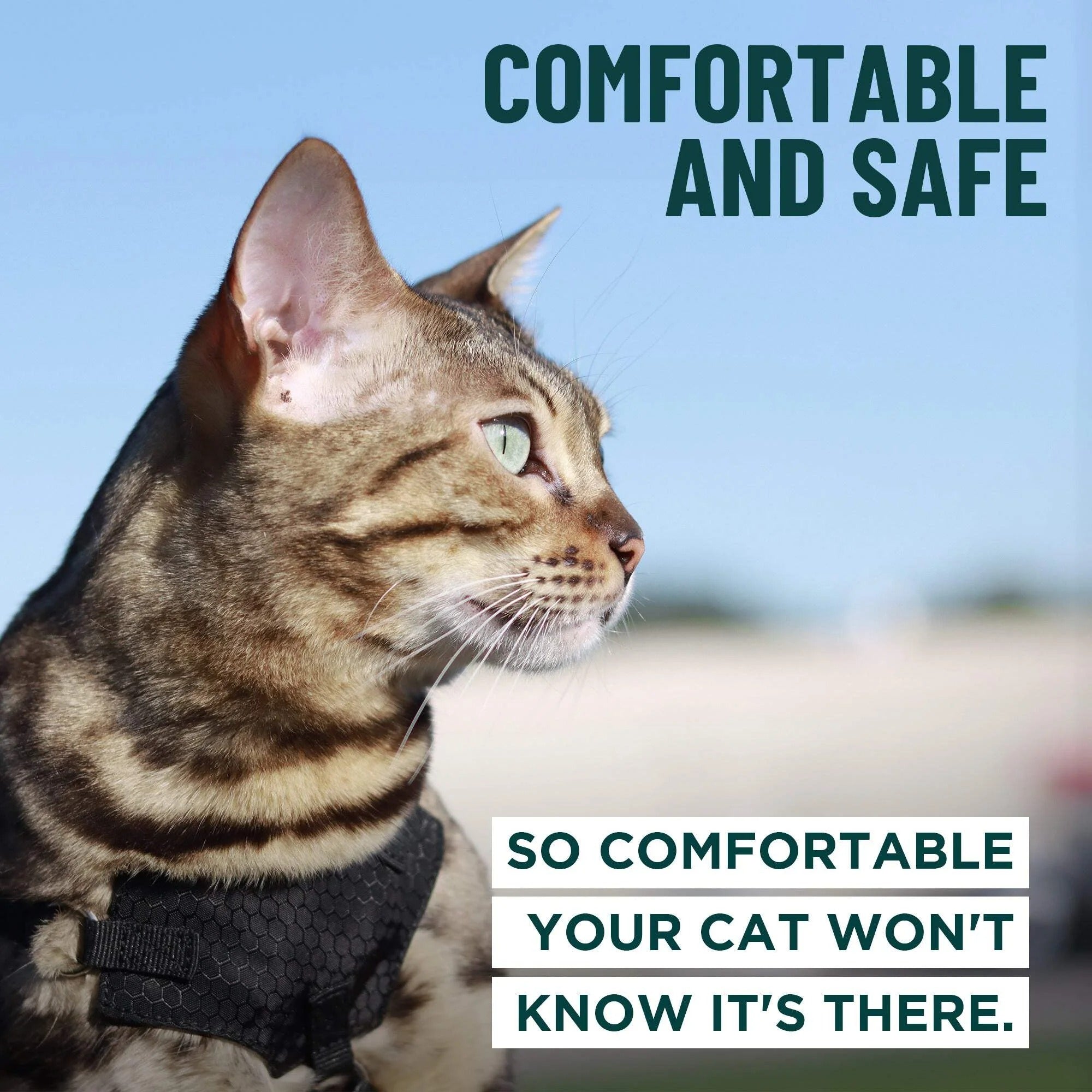 Escape Proof Cat Harness and Leash Set | Adjustable Lightweight Mesh Vest for Secure Walking and Outdoor Training | Comfortable Control Harness for Kittens and Adult Cats