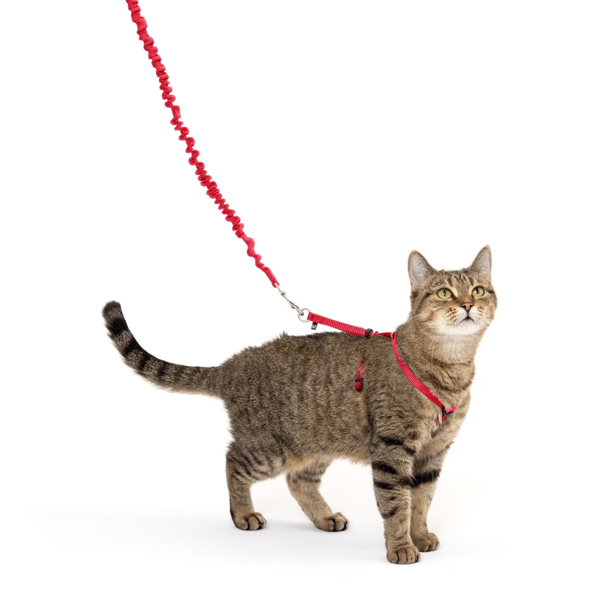 Adjustable Cat Harness and Bungee Leash Set for Walking | Gentle Control Shoulder-Fit Design | Secure Outdoor Training Harness for Indoor and Outdoor Cats